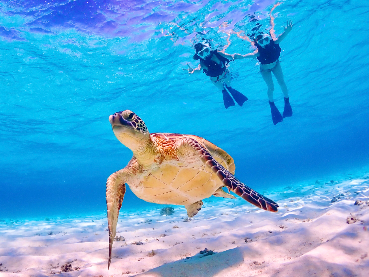 cA[ő嗷ql6l̂݁I߂̂\肢܂I