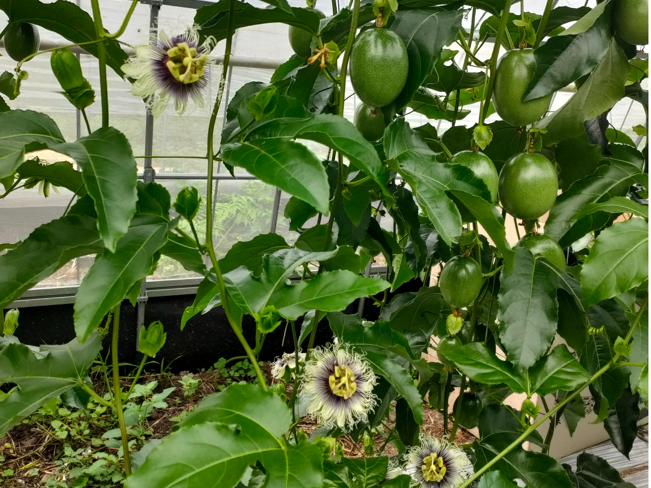 �p�b�V�����t���[�c�B�ԁB�����B�_�Ƒ̌��B