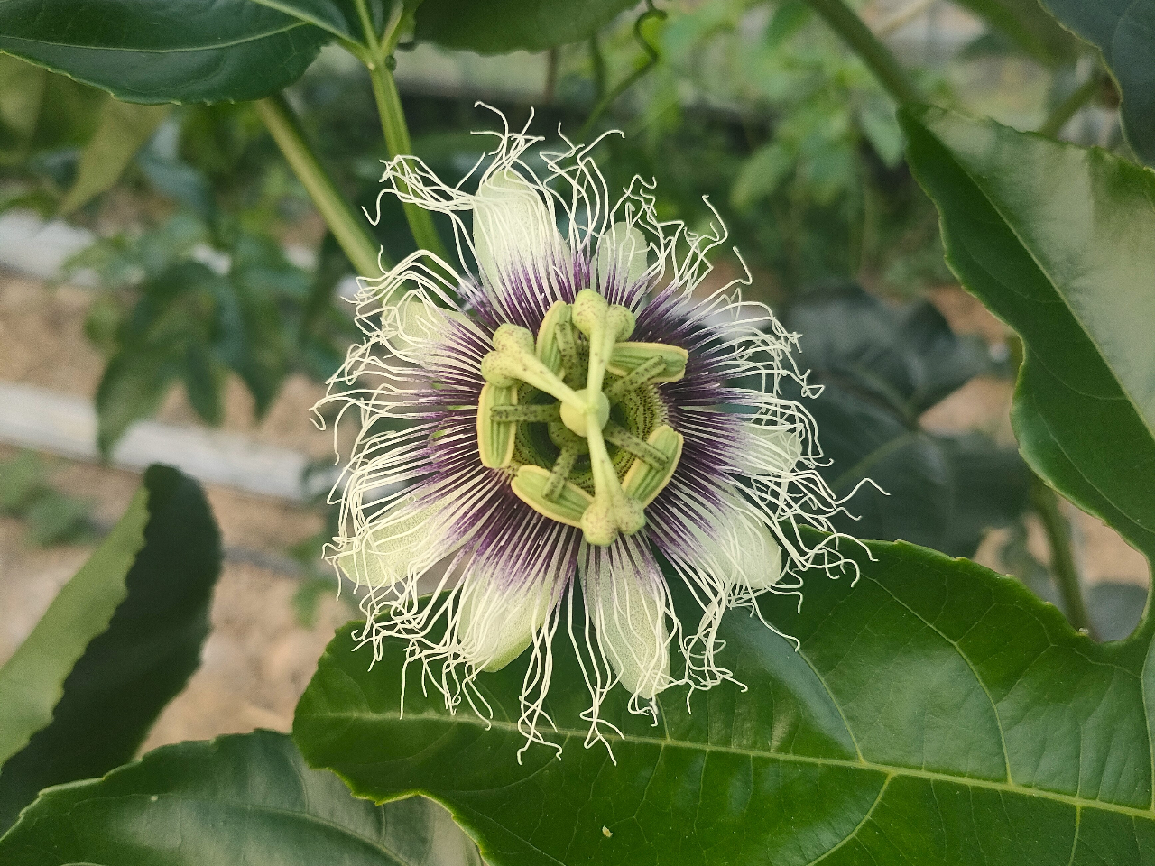 �p�b�V�����t���[�c�̉�