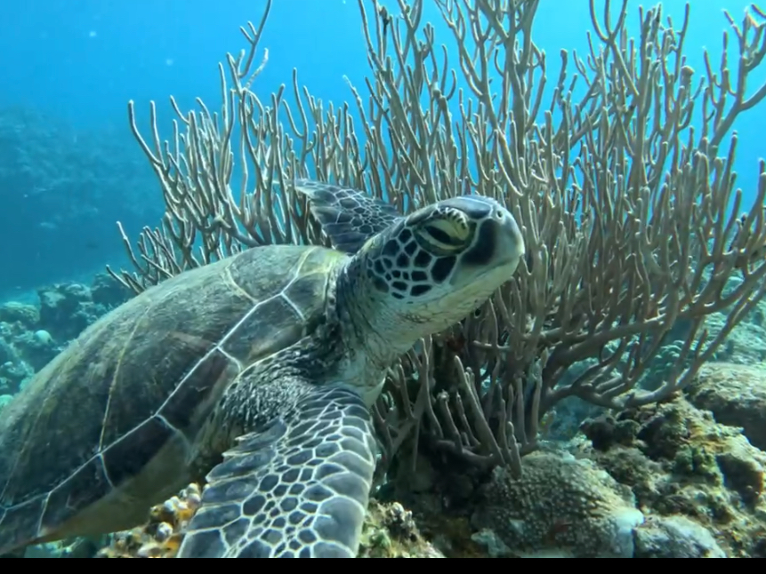 �T�|�C���g�ł͂قڃE�~�K�������邱�Ƃ��ł��܂���