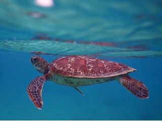 ウミガメをこんなに近くで見られる!