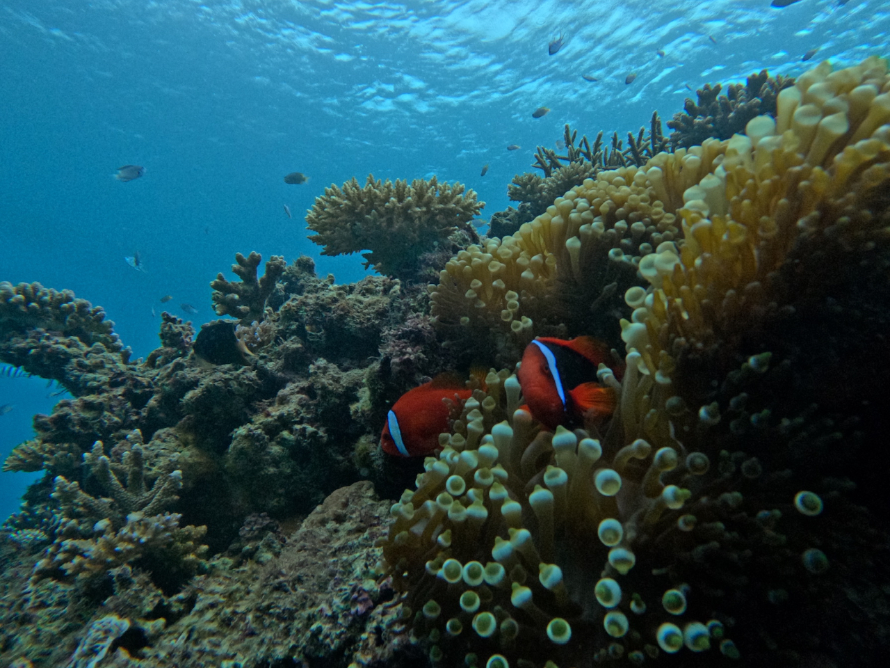 �N�}�m�~�����ꂿ�Ⴂ�܂���