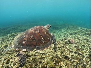 亀ポイントではほぼウミガメが見ることができます♪
