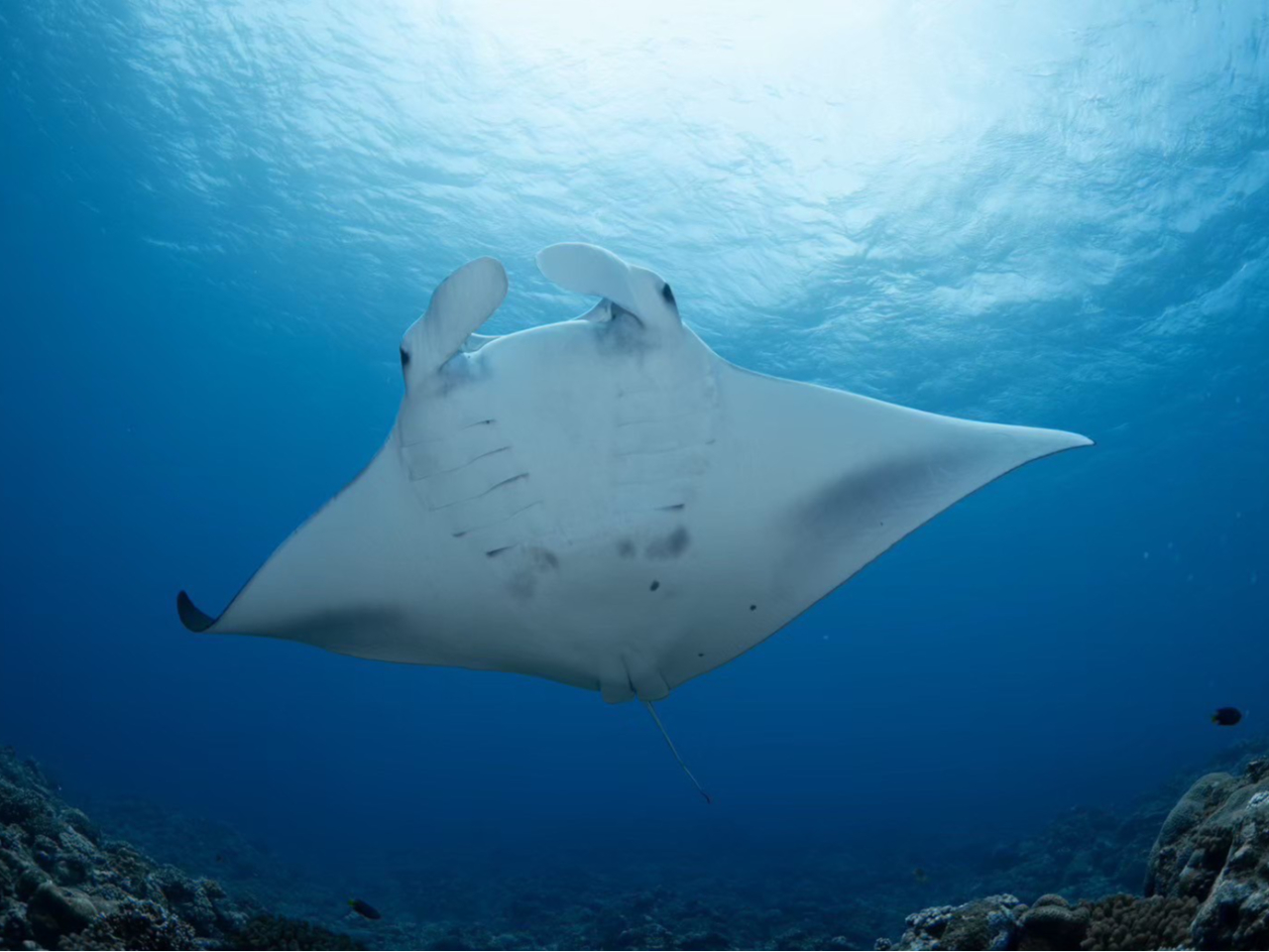 �唗�̓}���^�I