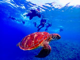ウミガメ見に行こう!