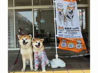 \秋田犬cafeでふれあい体験♪/「陸奥」「源太」に会いにきてくださいね♪