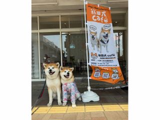 \秋田犬と一緒に癒しと笑顔に満たされるひとときを/