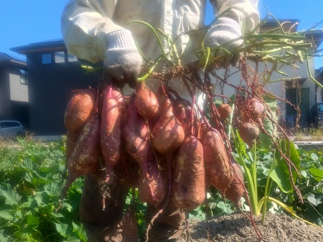 特別たくさん!の安納芋