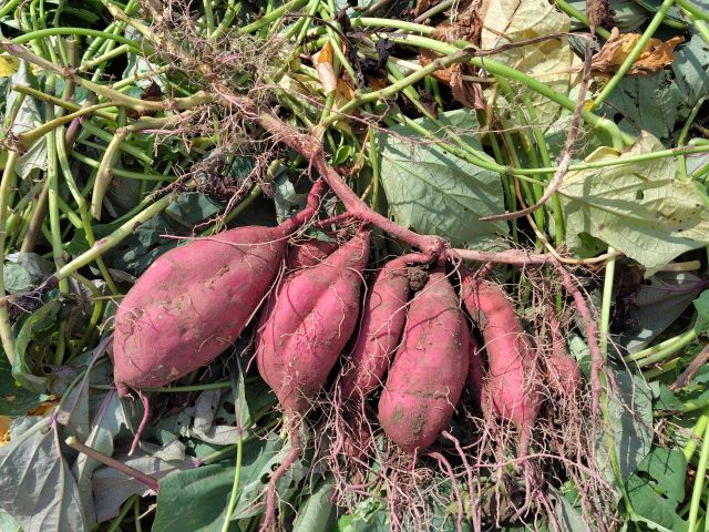 少な目の株もあります。これはハロウィンスイート