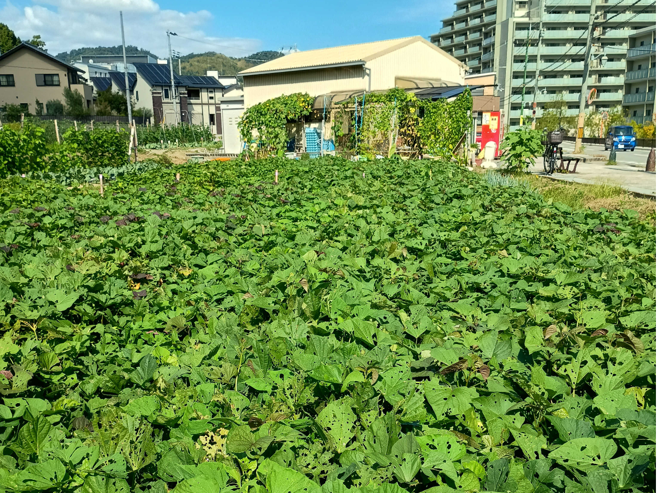 飯田農園直売所+芋畑(こちらの白い小屋へお越しください)