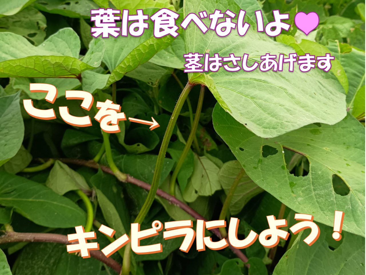 サツマイモのツルも召し上がってみてください