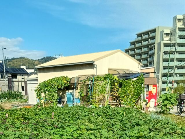 こちらの白小屋(「飯田農園直売所 島本」で検索)へお越しください。そして「じゃらんでピーナッツ掘りを予約しました!」とお伝えください。