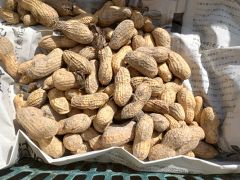 掘りたて生ピーナッツ