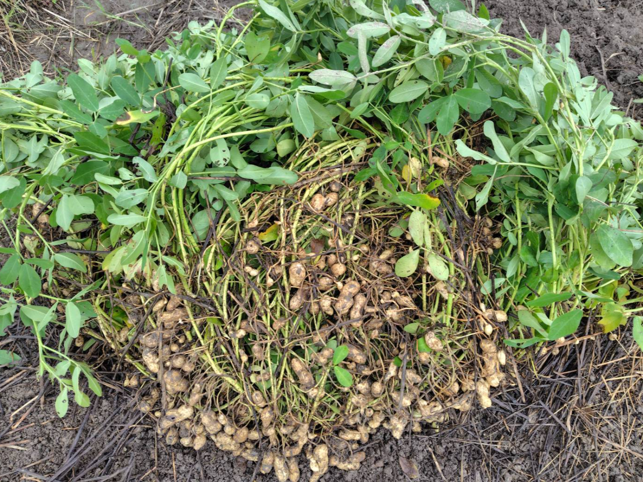 この豆をひとつずつ取って集めます。薬をかけていないので虫食いもあります。