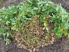 この豆をひとつずつ取って集めます。薬をかけていないので虫食いもあります。