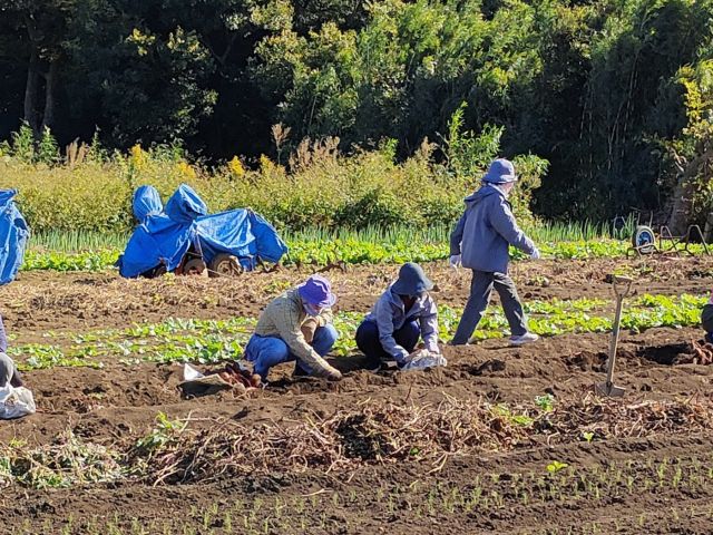 お友だちと仲良く並んでお芋掘り♪