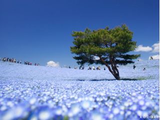 ひたち海浜公園みはらしの丘