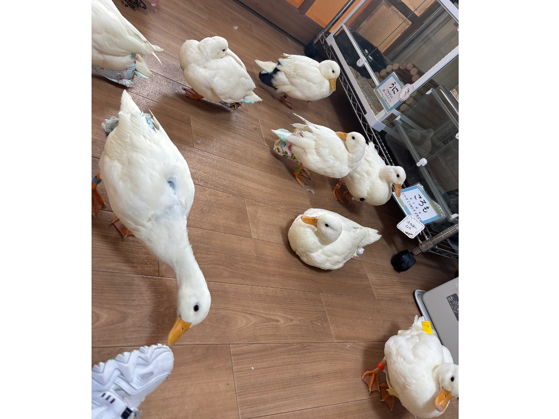 X̓R[_bNƃNXebh_bNRɉ߂Ă܂