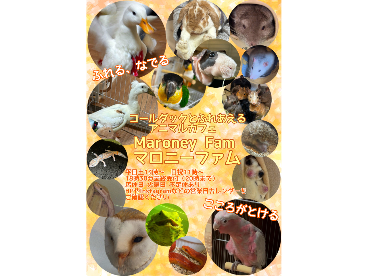 コールダックとふれあえるアニマルカフェ マロニーファム!いろんな動物とふれあえます