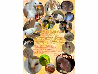 コールダックとふれあえるアニマルカフェ マロニーファム!いろんな動物とふれあえます