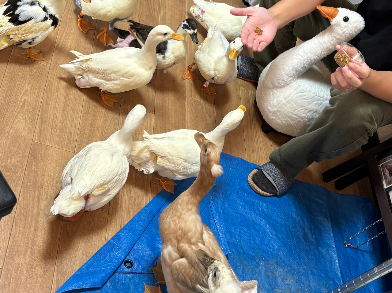 GŤ͂ȂɂЂ邪W܂Ă܂