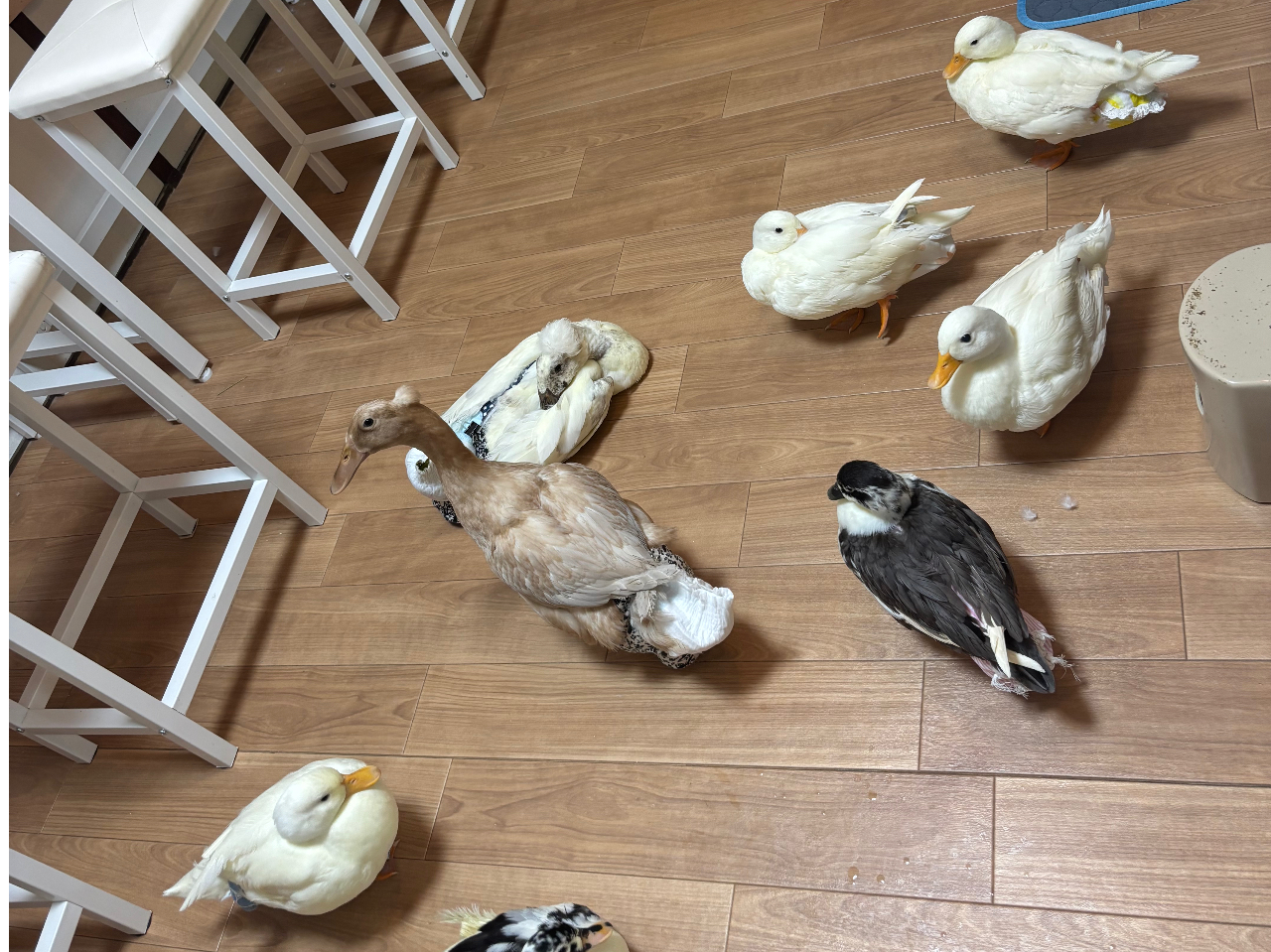 ミニ缶ジュース飲み放題付！／／【動物ふれあい体験】│北九州│コール