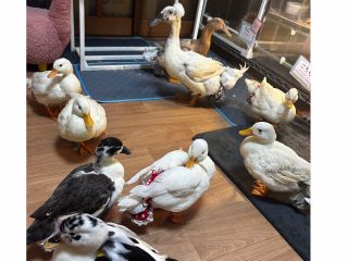 コールダックとふれあえるアニマルカフェ マロニーファム!いろんな動物とふれあえます