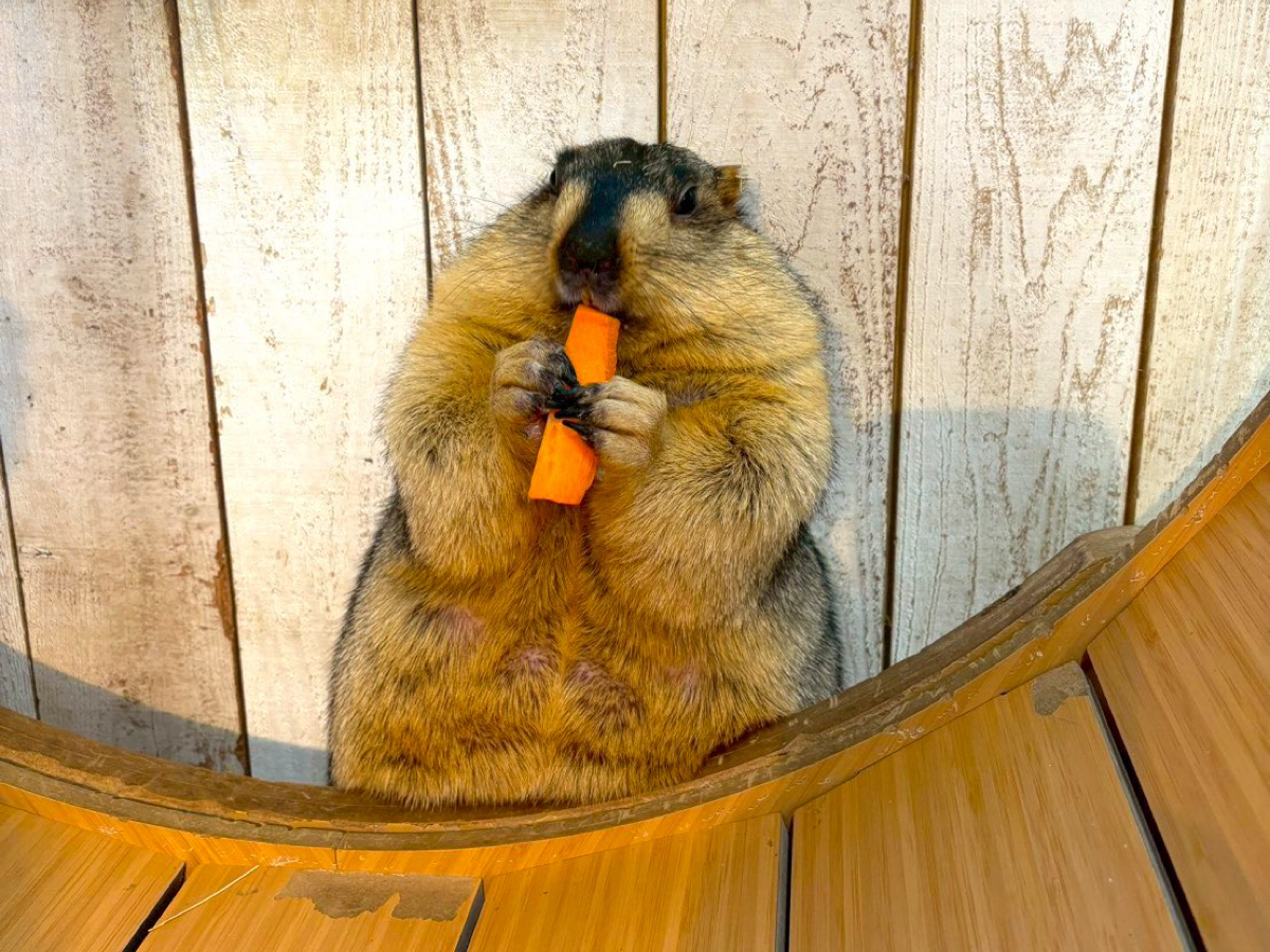 ��������̌��i200�~�j�������A�̒������Ď��{�\�����肵�܂�