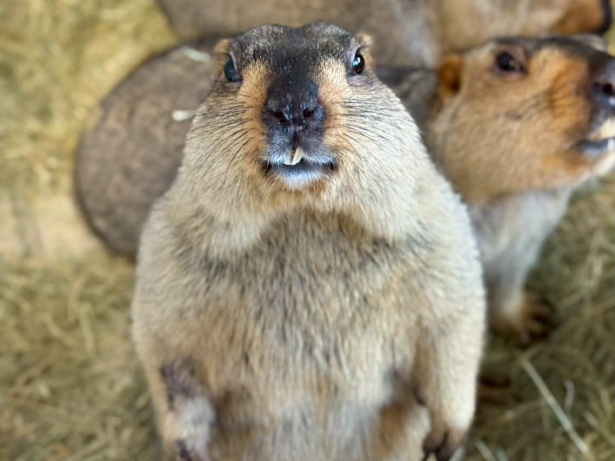 �񑫕��s�p���ƂĂ����킢���ł�