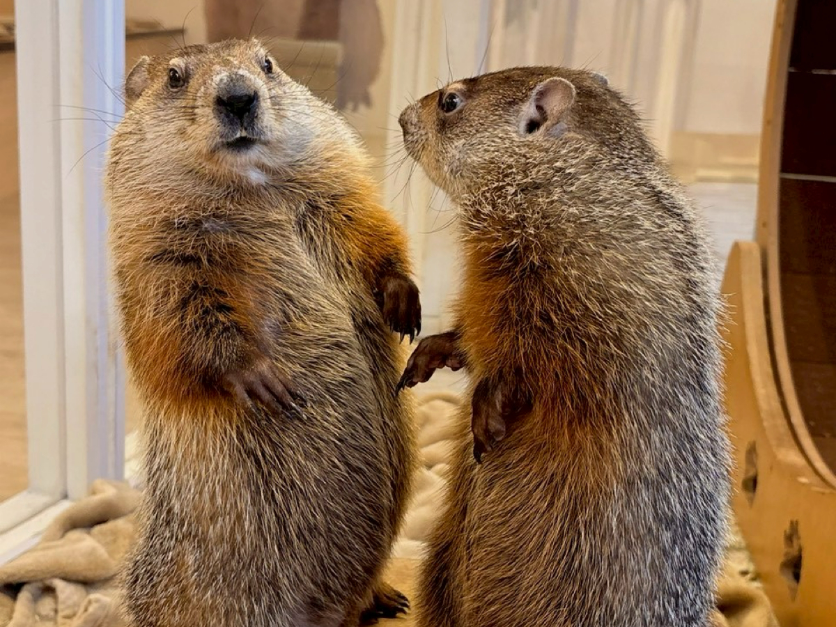 ���ԑтɂ���ăE�b�h�`���b�N�x�r�[�������܂�