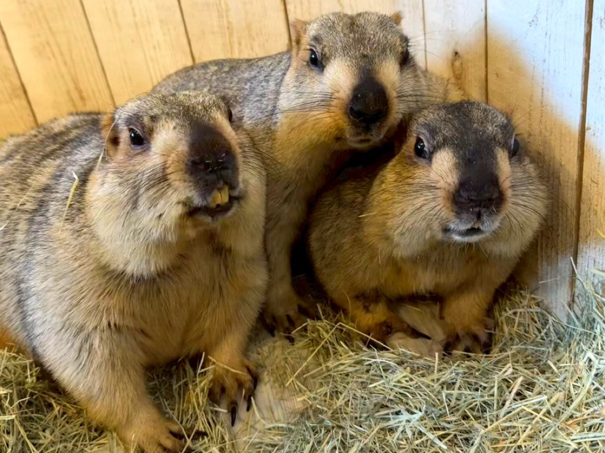 ���А����}���������Ă݂Ă�������