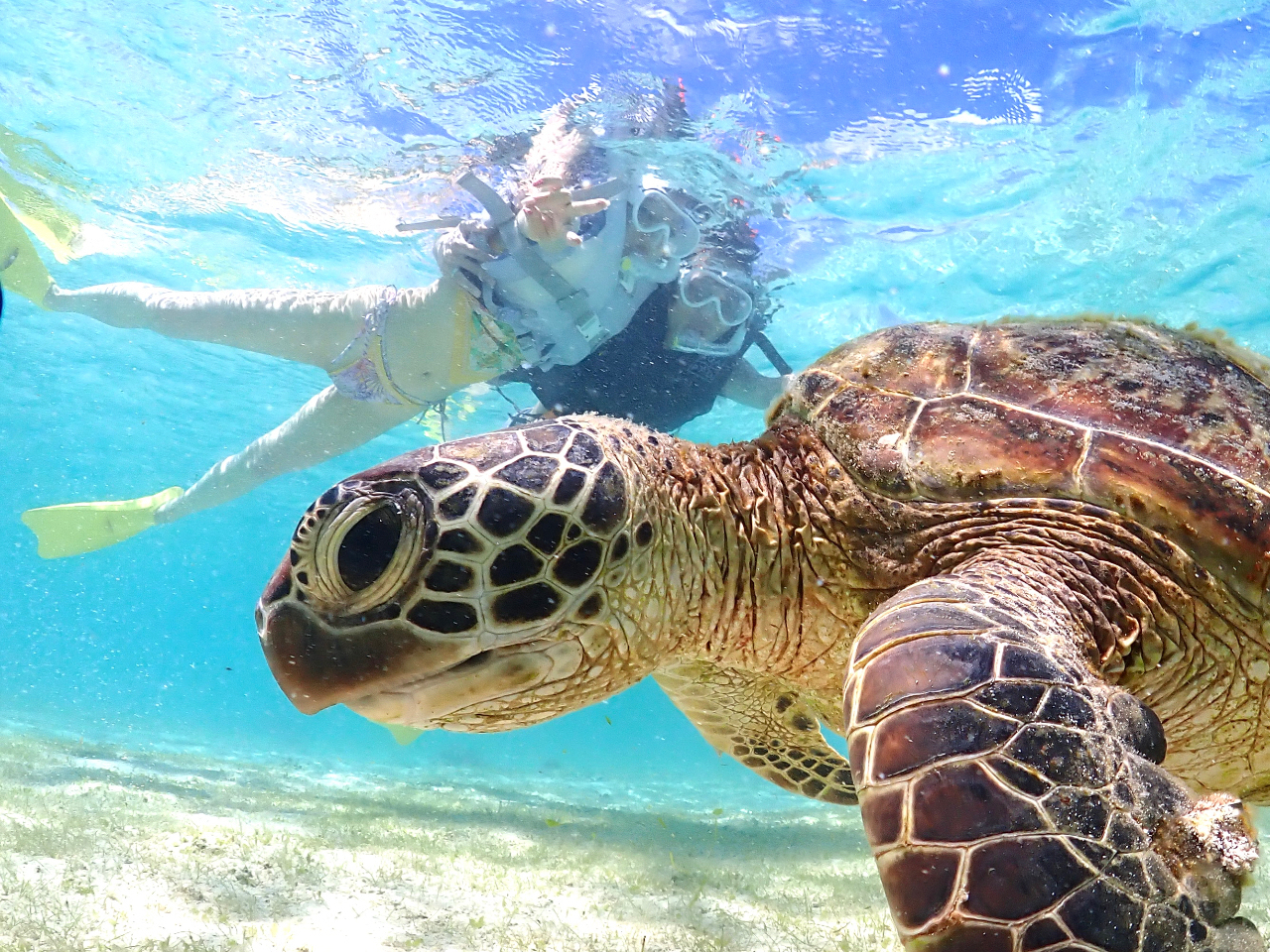 ウミガメちゃんと一緒に泳いでる姿を、記念撮影★写真に収めます♪データは全て無料☆
