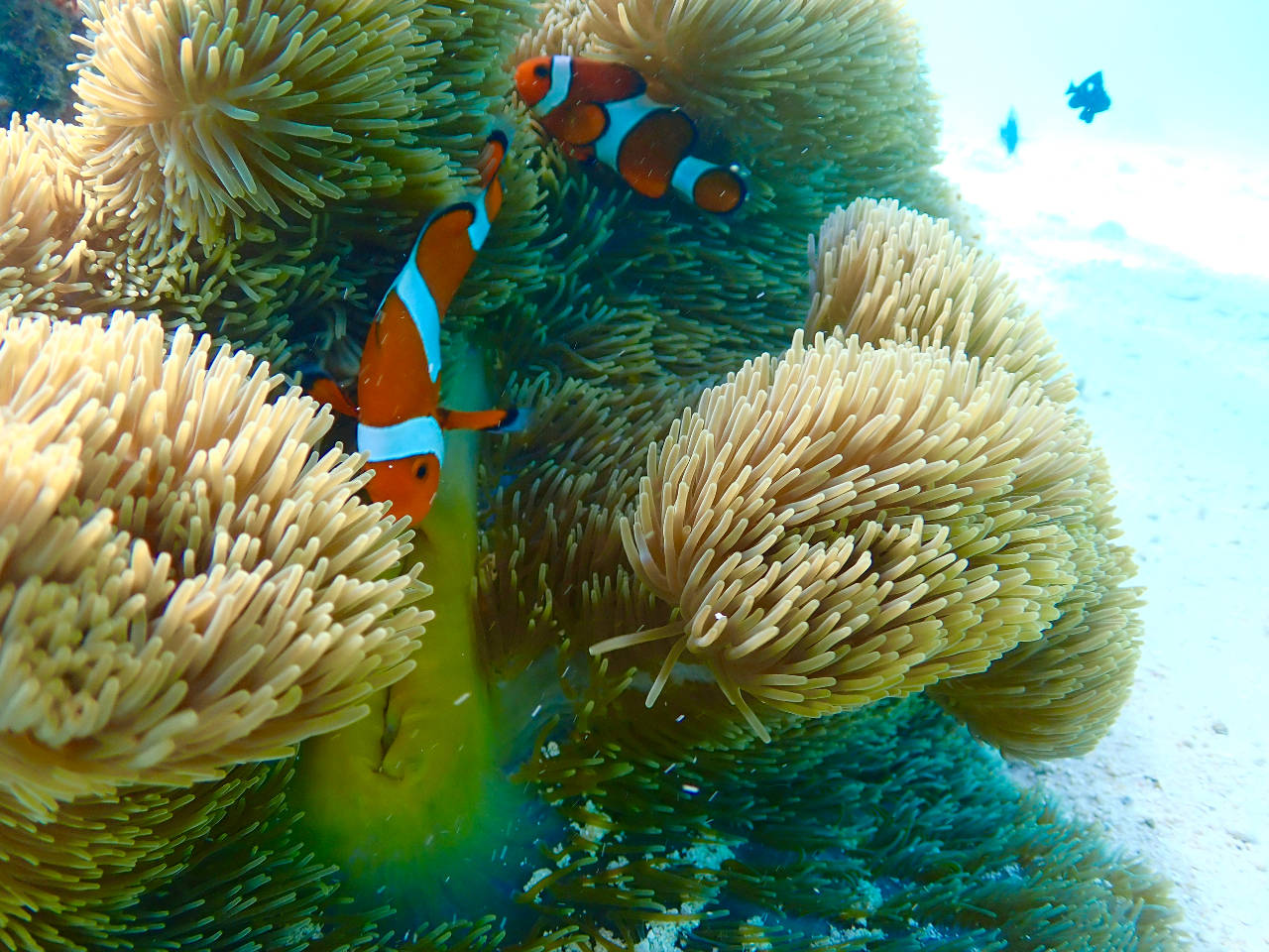 ニモにも高確率で遭遇!?