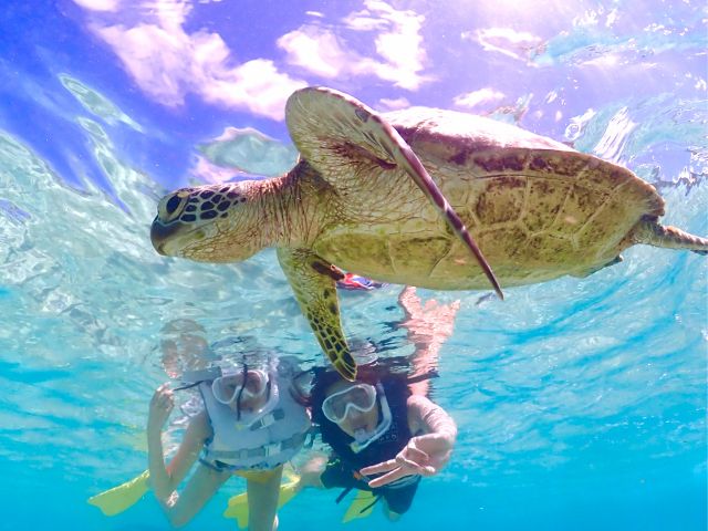 ウミガメちゃんの遭遇率は開店してから100%継続中です☆