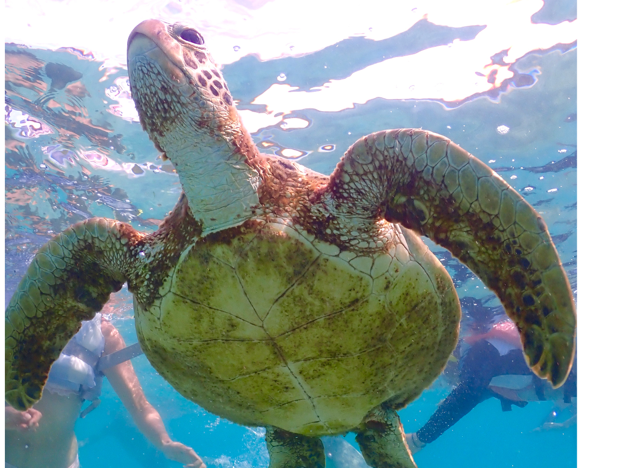 FȊpx̃E~K̎pcA[KCh΂vo̎ʐ^Ɏc܂