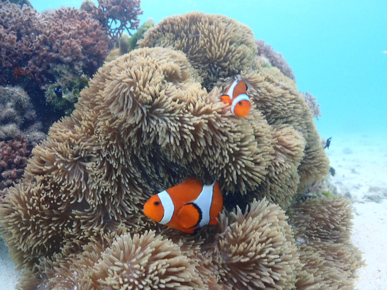 �j���ɂ����m���ő����ł��܂���^_^