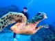 慶良間のウミガメはこんなに近くに寄ってきてくます!