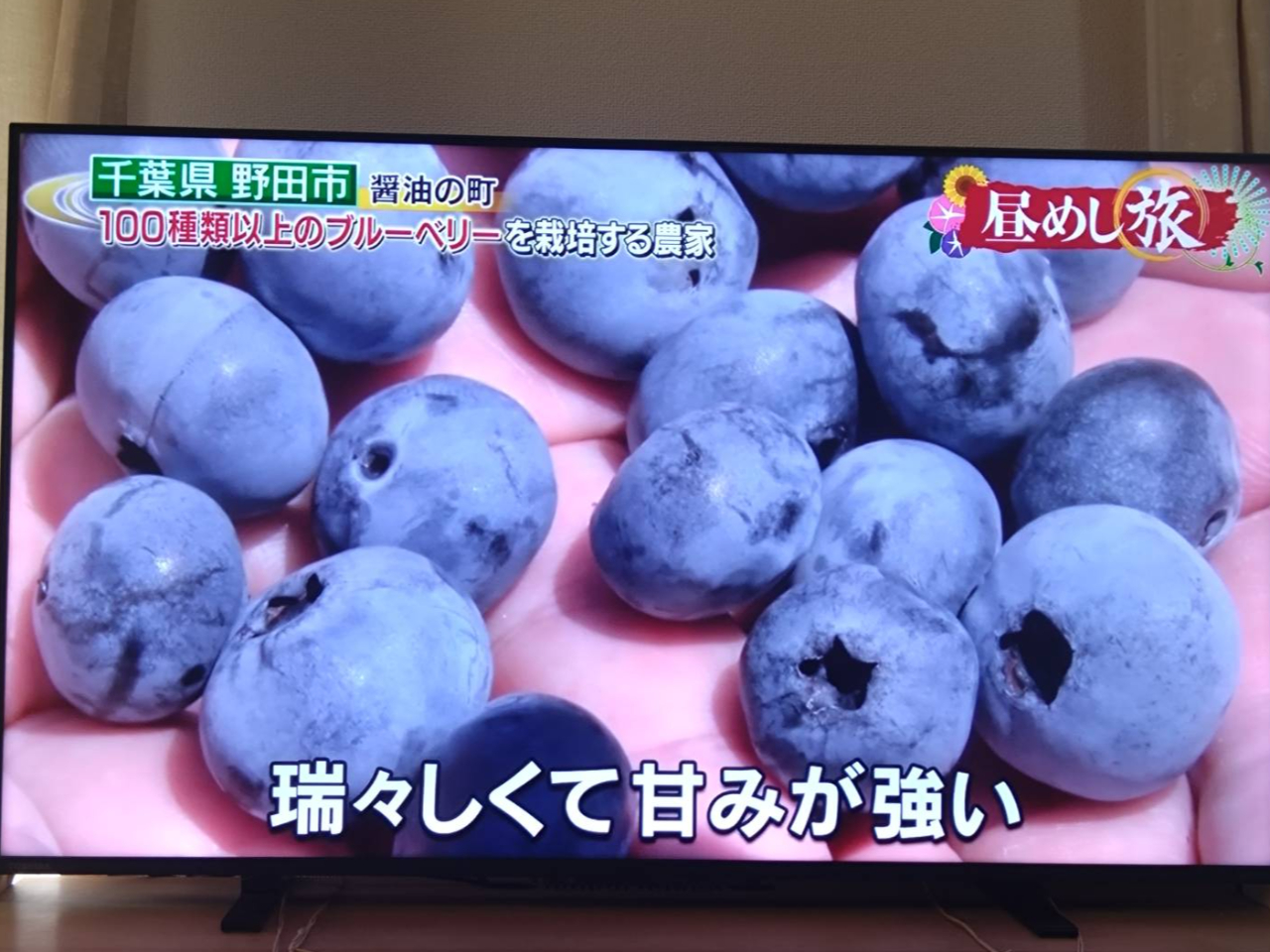 時間無制限】ブルーベリー摘み取り体験♪お一人からカップル