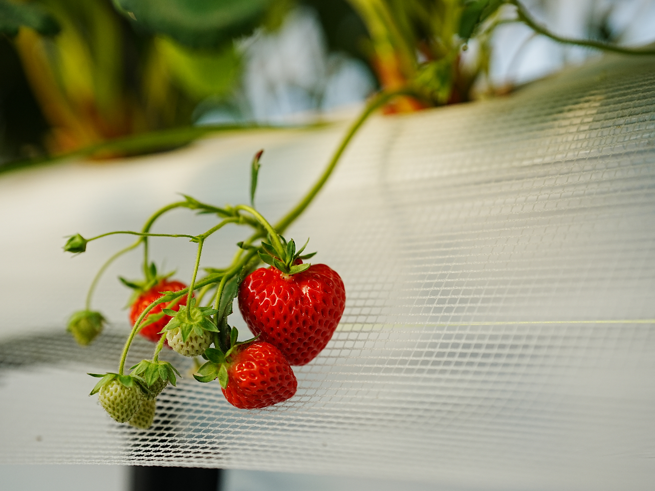 �_���l�ɂ͂ˁA�Â��Ă₳�������ق��сB�Ƃт���̂�����������񂾂�^