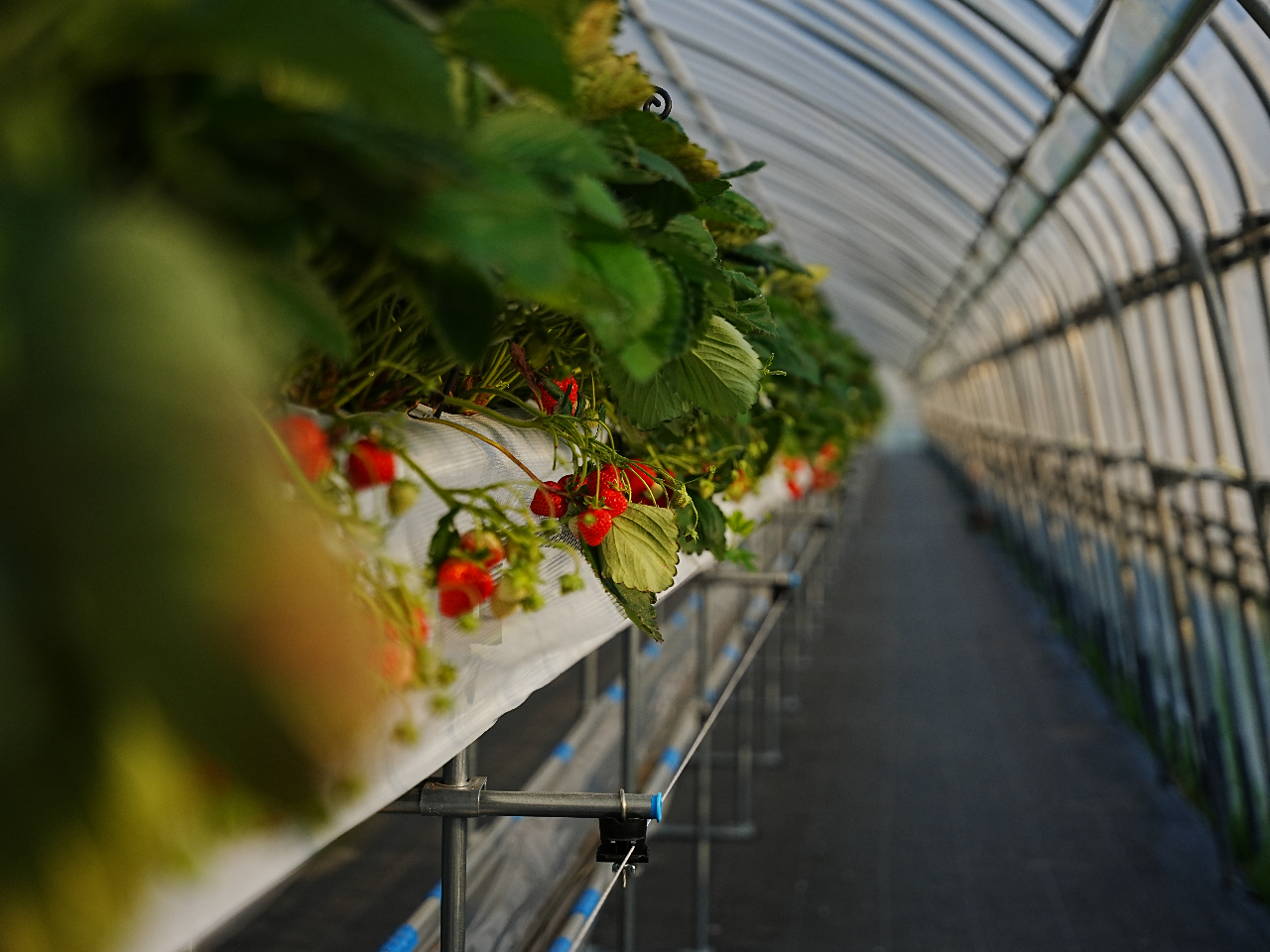 �_���ݍ͔|�Ŏ��n�y�X�^�y�Ȏp���ł�������肪�y���߂܂����������Ȃ��A�t�@�~���[�E�J�b�v���F����Ŋy���߂܂��I