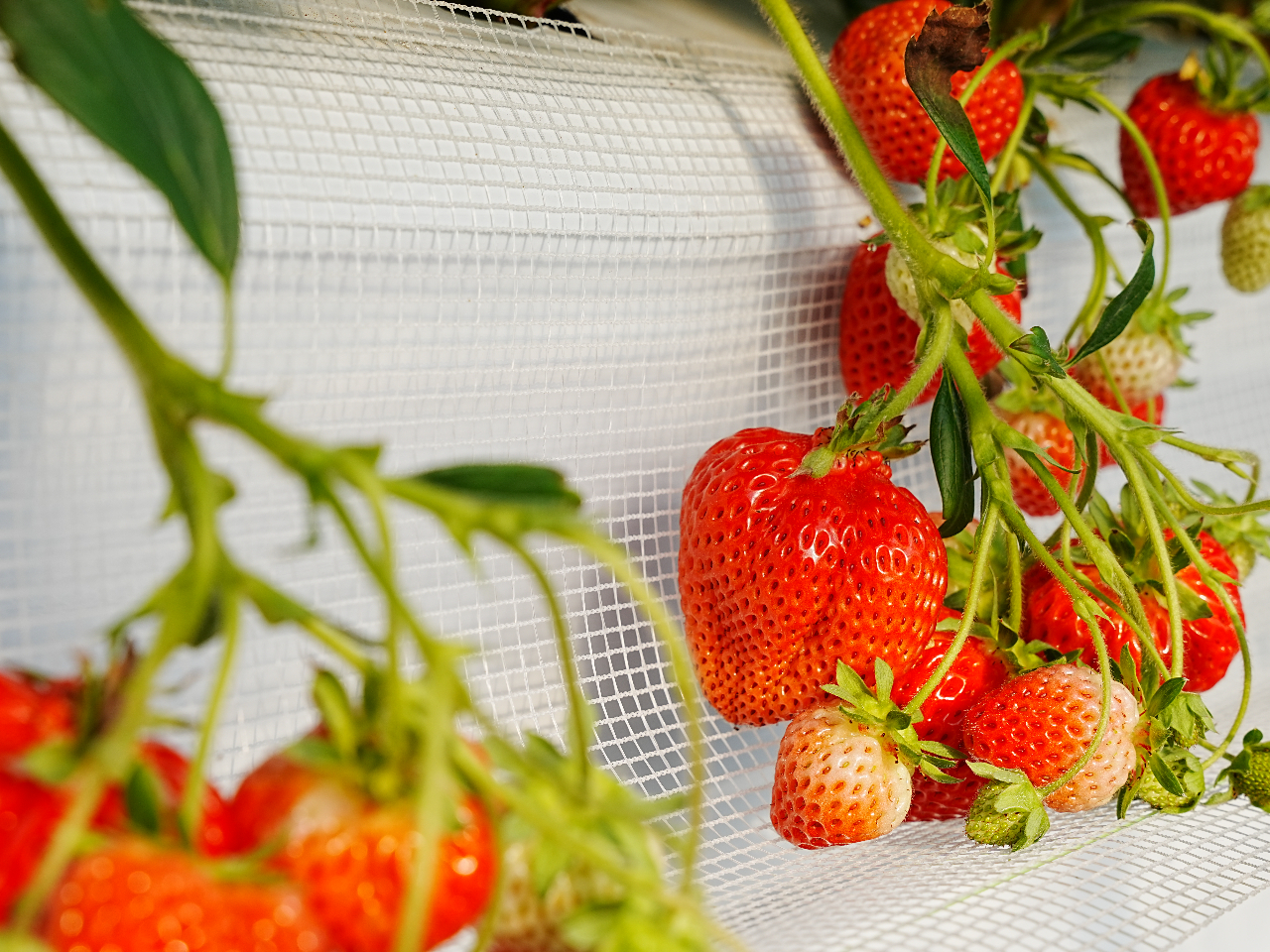 �_�Â��ɂ������I�^�Â��ƐH���ɂ���������ۖk�������_���̂��������A���n���Ă����ɐH�ׂ����ґ��̌����Ă����������