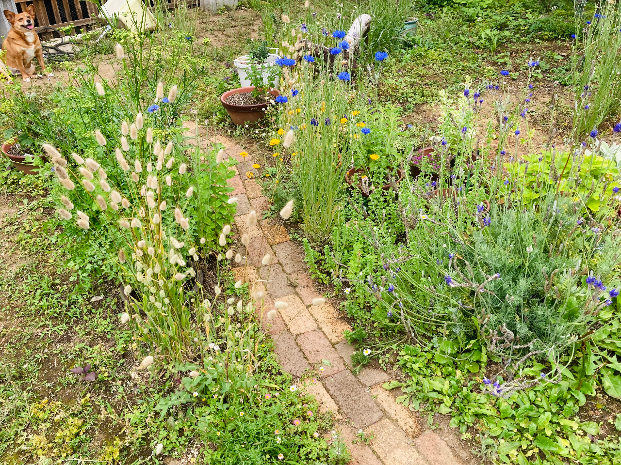 お庭を散策しながら季節の草花に触れて材料を収穫します。