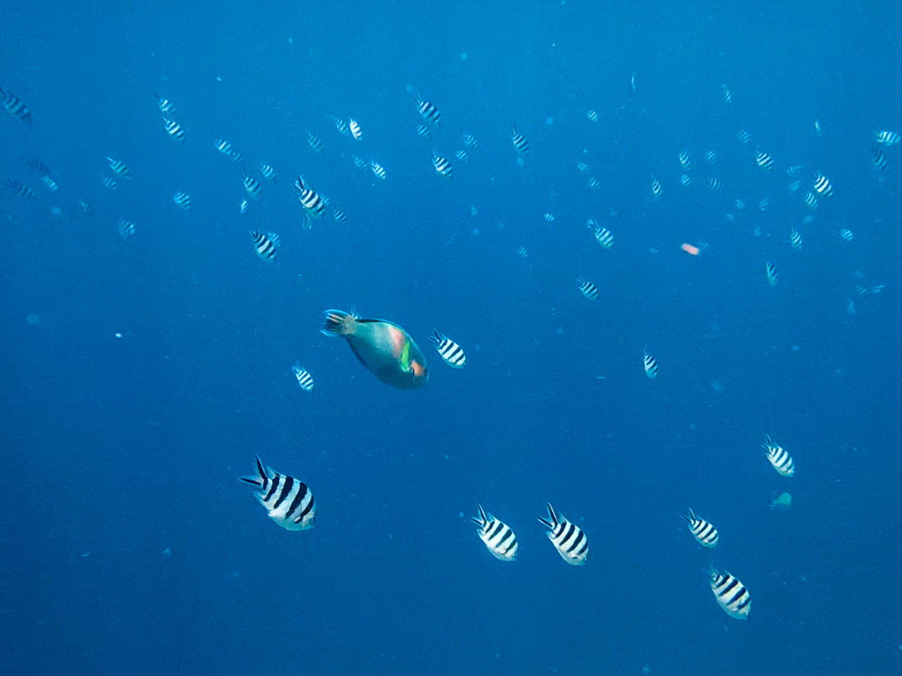 魚と目が合う瞬間はなんともいえない気持ちに。