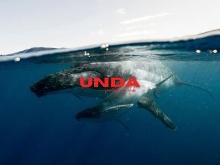 期間限定【恩納村発ホエールスイムツアー】初心者でも事前講習を受けて安心安全に夢のクジラと泳げる大人気ツアー!すぐに売り切れる可能性がございます。