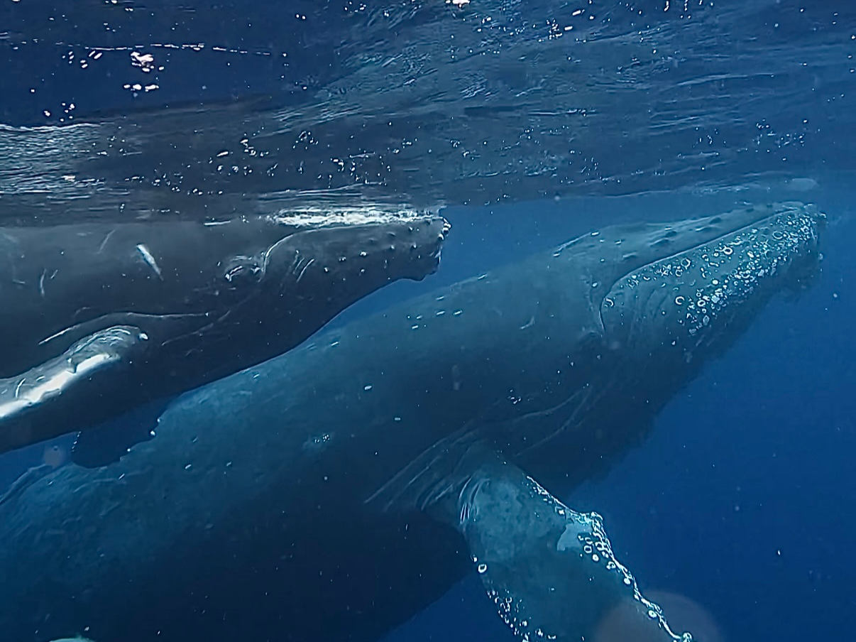 UNDÃzG[XCcA[͏lׁ̈AS҂SĊy߂̂IX^bt2ƑDFl̎voT|[gI[zG[XCcA[