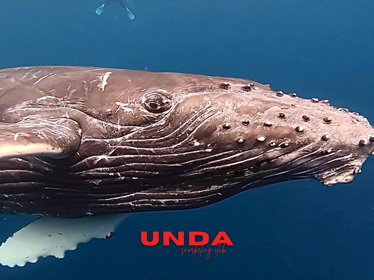 ���Ԍ���y���[�����z�G�[���X�C���c�A�[�z���S�҂ł����O�u�K���󂯂Ĉ��S���S�ɖ��̃N�W���Ɖj�����l�C�c�A�[�I�����ɔ���؂��\�����������܂��B