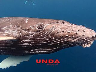 期間限定【恩納村発ホエールスイムツアー】初心者でも事前講習を受けて安心安全に夢のクジラと泳げる大人気ツアー!すぐに売り切れる可能性がございます。