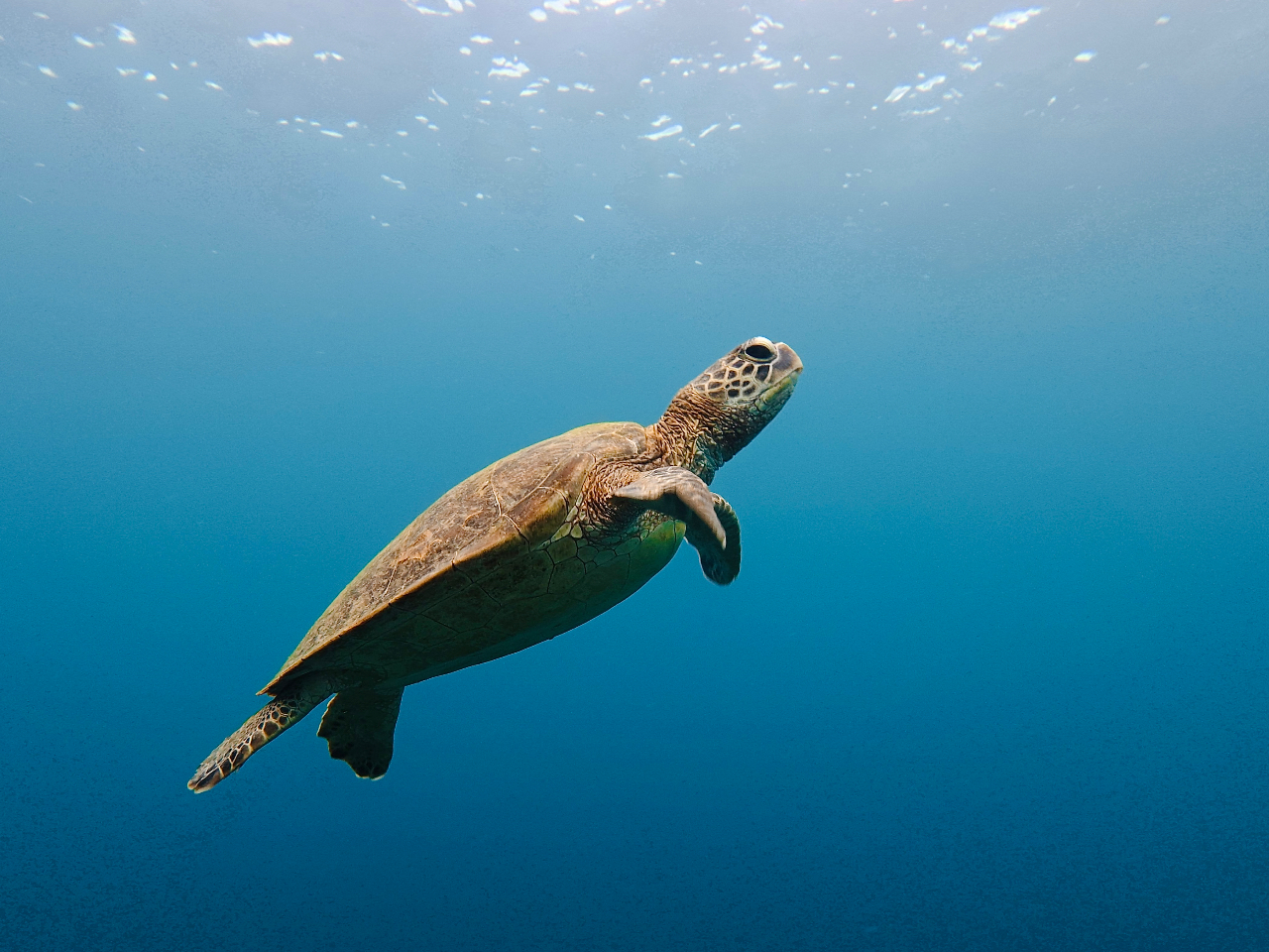 �y���݂ɂ��Ă�������Ƒ����s�I�u�����̎q�܂�6�΂�����c�v���C���������I���X�͐����Ȃ�6�΂���Q�����}�X�I�K�C�h2���̐��ň��S���S�̓��A��