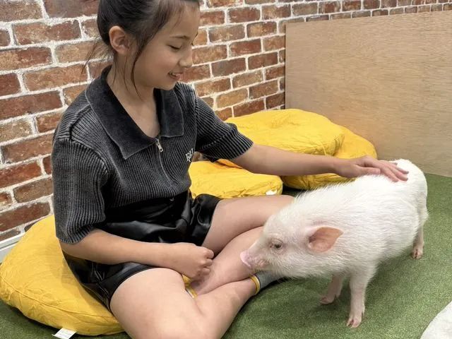 マイクロブタは気まぐれですので、無理に触ろうとせず近寄ってくるタイミングを待ってくださいね♪