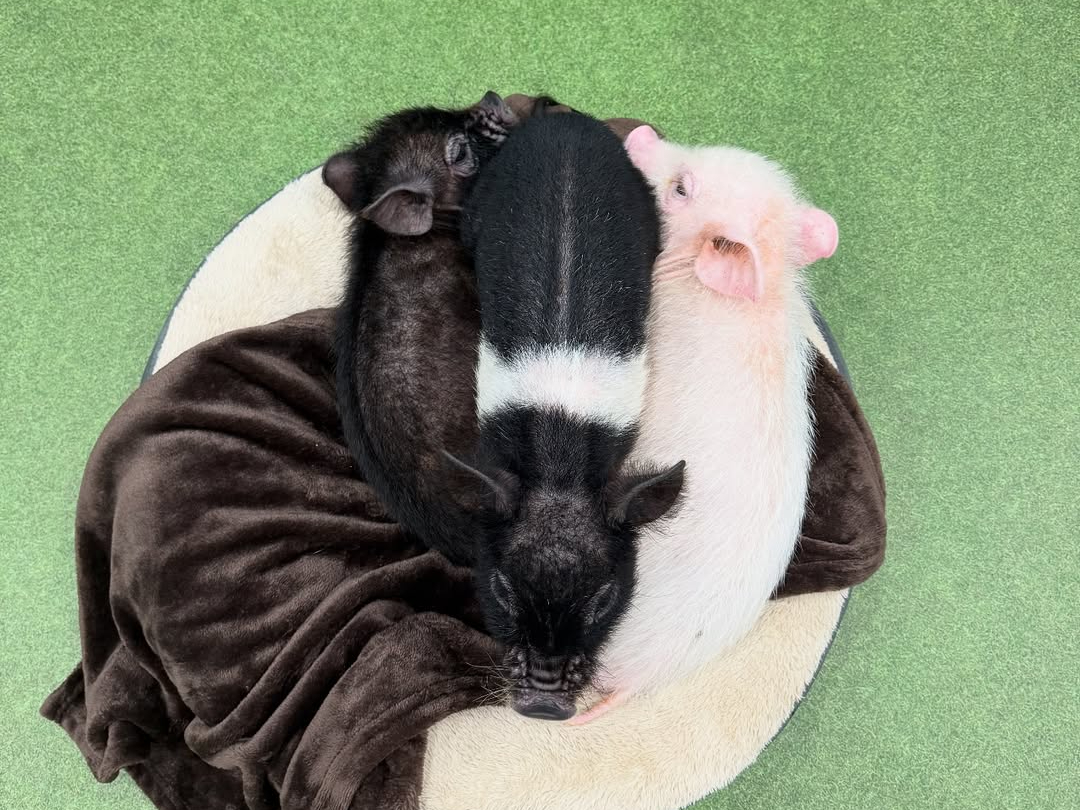 大きさがとてもかわいいです♪